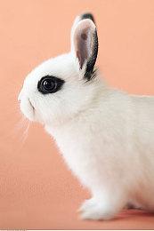 师徒共逐巅峰!KK官方对战平台魔兽明星导师赛震撼来袭！